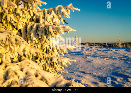 Un sapin recouvert de neige dans le coucher du soleil rougeoyant s'allume sur le dessus de l'tübenwasen' dans la forêt-noire. Une parfaite journée d'hiver. Banque D'Images