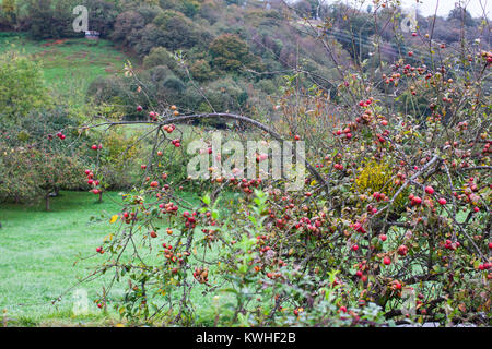 Apple Tree avec de petites pommes rouges pour fabrication du cidre. Asturias, Espagne Banque D'Images