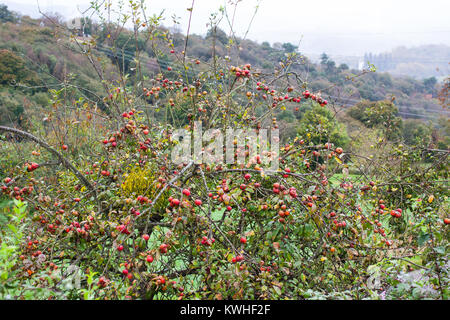 Apple Tree avec de petites pommes rouges pour fabrication du cidre. Asturias, Espagne Banque D'Images