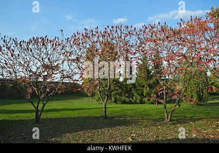 Arbres vinaigrier avec de grandes fleurs rouge au moment de l'automne Banque D'Images