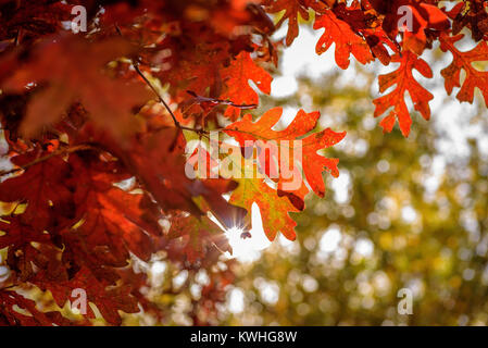 Feuilles de chêne rouge vif sur l'arbre dans la lumière du soleil d'automne Banque D'Images