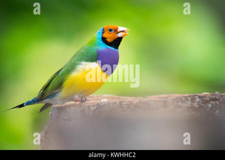 Un beau portrait d'un oiseau Gouldian Finch Banque D'Images