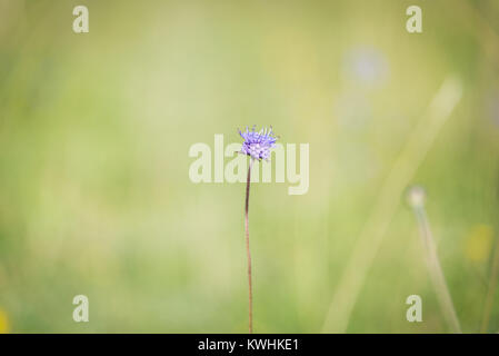 Scabious une fleur à Barton Hills National Nature Reserve, Barton-le-Clay, Bedfordshire Banque D'Images