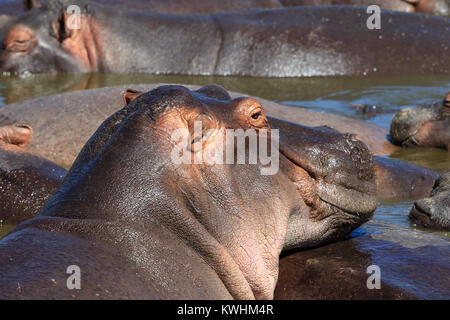 L'hippopotame commun, ou de l'hippopotame, est un grand mammifère herbivore semi-aquatiques, principalement originaires d'Afrique sub-saharienne Banque D'Images