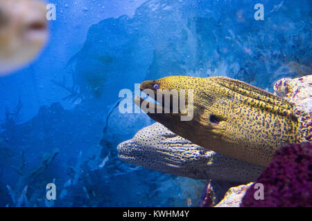 RF photo - divers la vie marine. poissons tropicaux, tortues, méduses, Stingray, aquarium 125 Banque D'Images