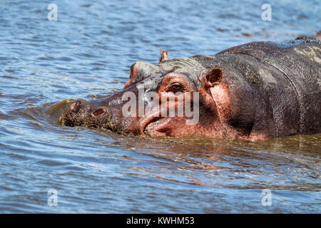 L'hippopotame commun, ou de l'hippopotame, est un grand mammifère herbivore semi-aquatiques, principalement originaires d'Afrique sub-saharienne Banque D'Images