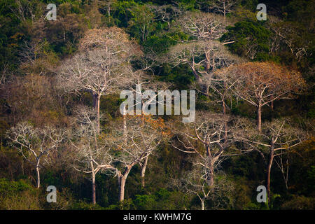 Grand Cuipo arbres dans la lumière du soir dans le parc national de Soberania, République du Panama. Banque D'Images