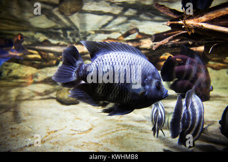 RF photo - divers la vie marine. poissons tropicaux, tortues, méduses, Stingray, aquarium 089 Banque D'Images