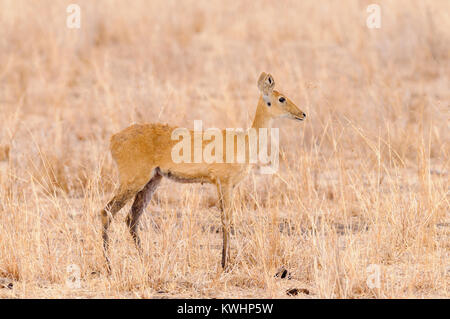 Libre de femmes (Reedbuck Redunca redunca, ou 'Tohe ndope' en Swaheli) dans le parc national de Tarangire, Tanzanie, Banque D'Images