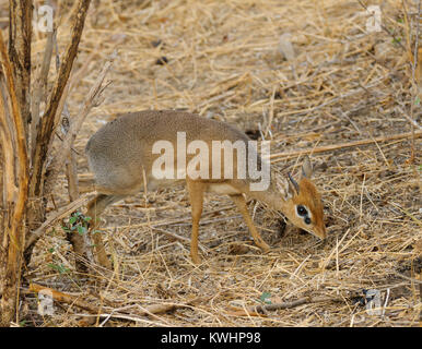 Libre de Kirk's dik-dik (nom scientifique : Madoqua , ikidiki' ou 'en Swaheli) dans le parc national de Tarangire, Tanzanie, Banque D'Images