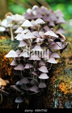 Petite colonie de champignons blancs poussant sur le côté d'un log Banque D'Images