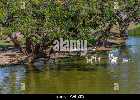 Le lac et les canards dans le parc Bois de Palermo , Buenos Aires, Argentine Banque D'Images