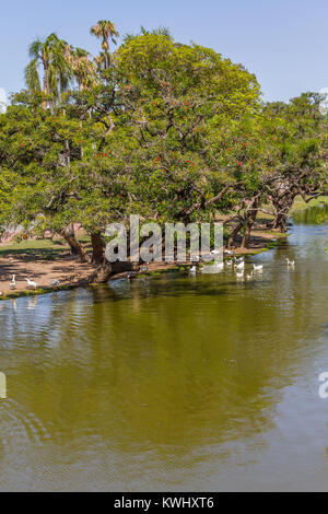 Le lac et les canards dans le parc Bois de Palermo , Buenos Aires, Argentine Banque D'Images