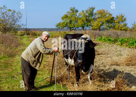 Les races de vaches d'un agriculteur et sa vache dans la nature selon les anciennes traditions. L'éleveur ressent chaque matin pour avoir du lait frais et d'excellente qualité. Banque D'Images