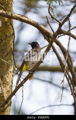 Bulbul des jardins (Pycnonotus barbatus commune) perché sur branche d'arbre, Nairobi, Kenya, Afrique de l'Est Banque D'Images