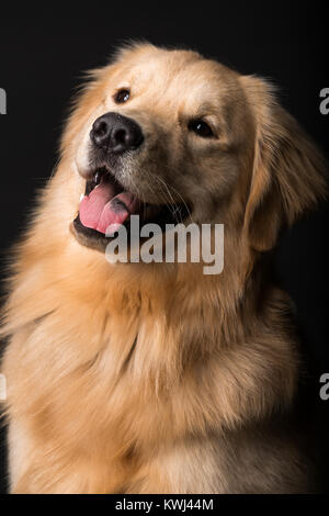 Portrait de chiens Banque D'Images