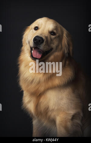 Portrait de chiens Banque D'Images
