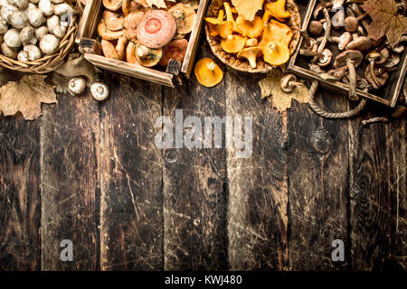 Variété de champignons des bois. Sur un fond de bois. Banque D'Images