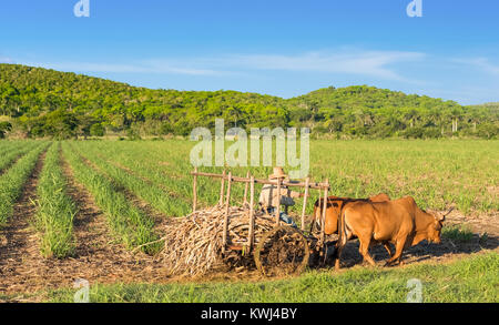 Champ cubain sur l'agriculteur sur son champ de canne à sucre ox wagon dans Santa Clara Cuba - cuba Reportage Serie Banque D'Images