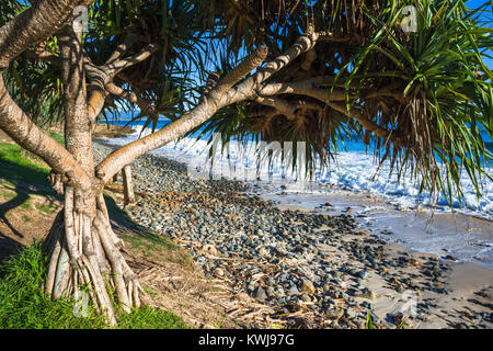 Pandanus tectorius vis, pin, sur la plage de Wategos, Byron Bay, New South Wales, Australia Banque D'Images