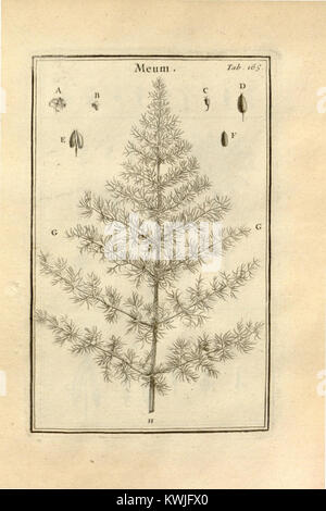 Josephi Pitton Tournefort ... Institutiones rei herbariae (tab. 165) (8097184478) Banque D'Images