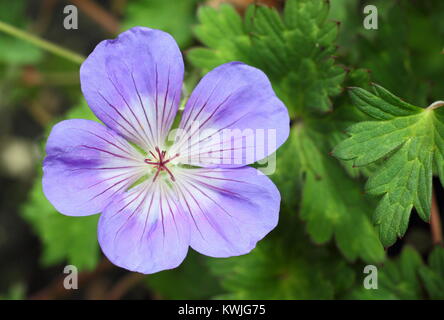 Bleu Violet fleur de géranium 'Rozanne) floraison dans un jardin border à la fin de l'été (septembre), England, UK Banque D'Images