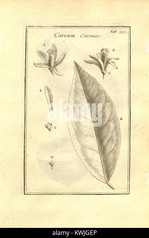 Josephi Pitton Tournefort ... Institutiones rei herbariae (tab. 395) (8161908840) Banque D'Images