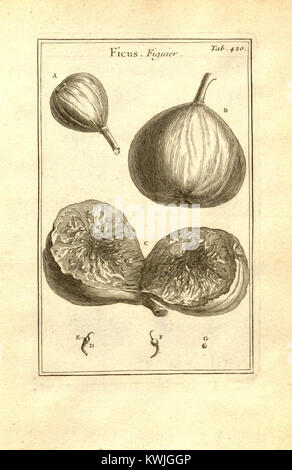 Josephi Pitton Tournefort ... Institutiones rei herbariae (tab. 420) (8161899741) Banque D'Images
