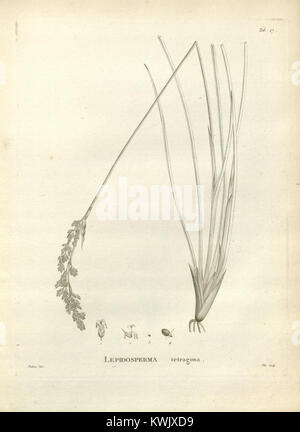 'Novum Hollandiæ Plantarum Specimen' présente des spécimens botaniques des pays-Bas, offrant des classifications détaillées et l'identification des espèces végétales. Onglet. 17 se concentre sur des plantes spécifiques, améliorant la compréhension de la flore dans la région. Banque D'Images