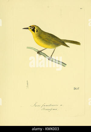 'über einige Vögel von Chili' est un travail sur les oiseaux chiliens, avec la planche XIII illustrant et décrivant diverses espèces. Le livre fournit un aperçu scientifique précieux sur la faune aviaire du Chili. Banque D'Images