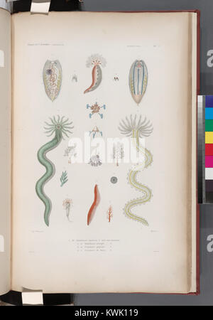 Zoophytes- 1.- 10. Holothurie d'épineuse N. avec son pot ; 11. 12. Prothonotary Warbler holothurie. N ; 13. 14. Fistulaire piquetée. N ; 15.- 17. Fistulaire de Dorey. N. (NYPL)13624459-1267192 b Banque D'Images