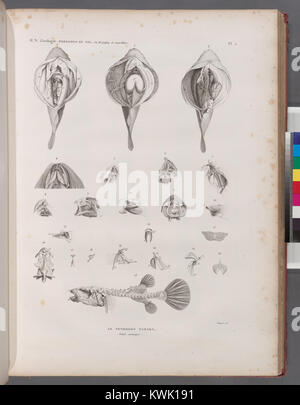 Zoologie. Poissons du Nil. Le Tetrodon fanaka (Tetrodon physa). Détails anatomiques (NYPL)14212718-1268501 b Banque D'Images