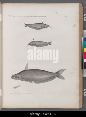 Zoologie. Poissons du Nil. 1.2. Le silure oudnei (Silurus auritus) ; 3.4. Le silure (Silurus mystus schilbé (NYPL) b)14212718-1268510 Banque D'Images