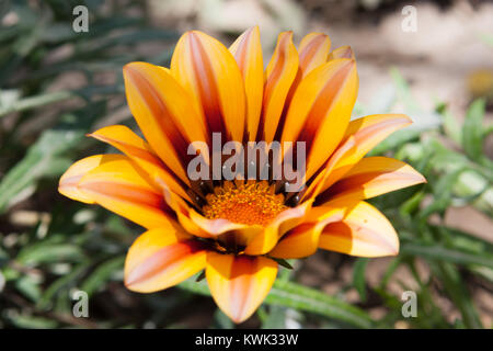 Libre de Gazania fleur dans l'oasis de Huacachina, Ica, Pérou Banque D'Images