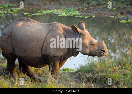 À une corne pour mineurs (rhino Rhinoceros unicornis) dans le parc national de Chitwan, au Népal Banque D'Images
