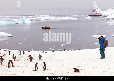 Photographier les voyageurs long-tailed manchots ; Pygoscelis papua ; Cuverville Island ; l'Antarctique ; Ocean Adventurer ship & zodiac bateau navette beyo Banque D'Images