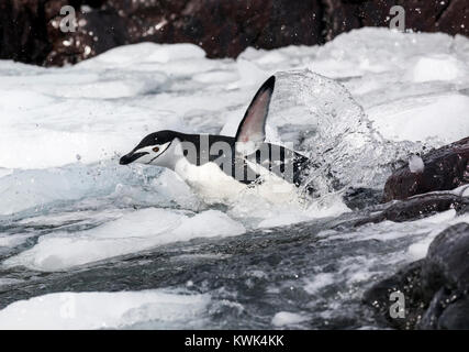 Une jugulaire Penguin ; Pygoscelis antarcticus ; le phoque annelé, le phoque barbu penguin penguin penguin stonecracker ; ; ; l'Île Rongé Péninsule Arctowski ; Antarcti Banque D'Images