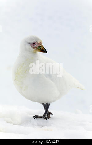 Sheathbill enneigés ; Chionis albus ; plus sheathbill sheathbill face-pâle ; ; ; paddy seule terre oiseau originaire d'Antarctique ; Half Moon Island Banque D'Images