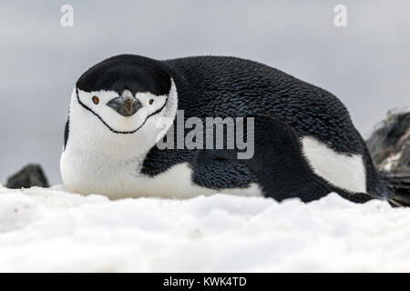 Gamla ; Pygoscelis antarcticus ; le phoque annelé, le phoque barbu penguin penguin penguin ; stonecracker ; Half Moon Island ; l'Antarctique Banque D'Images