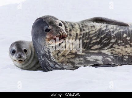 Femelle de Weddell seal pup avec ; Leptonychotes weddellii ; Phocidae ; la moitié de l'île de la lune ; l'Antarctique Banque D'Images