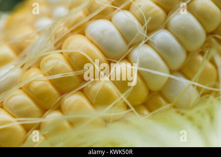 Gros plan macro de grains de maïs jaune doux en épi avec de la soie Banque D'Images