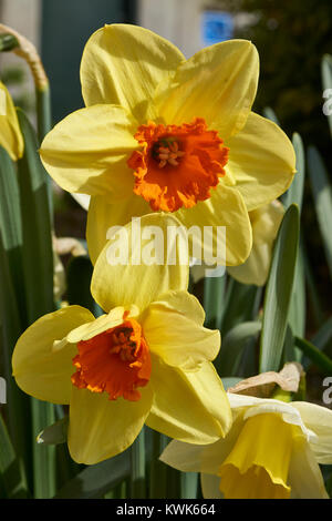 Fleurs de Printemps, notamment les tulipes et les jonquilles dans les jardins autour de Washington DC Banque D'Images