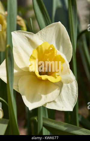 Fleurs de Printemps, notamment les tulipes et les jonquilles dans les jardins autour de Washington DC Banque D'Images