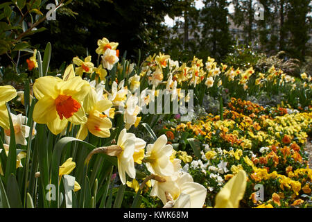 Fleurs de Printemps, notamment les tulipes et les jonquilles dans les jardins autour de Washington DC Banque D'Images