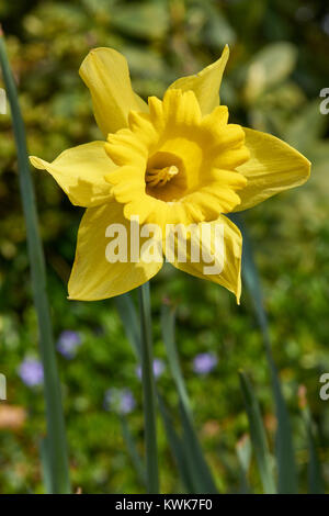 Fleurs de Printemps, notamment les tulipes et les jonquilles dans les jardins autour de Washington DC Banque D'Images