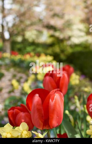 Fleurs de Printemps, notamment les tulipes et les jonquilles dans les jardins autour de Washington DC Banque D'Images