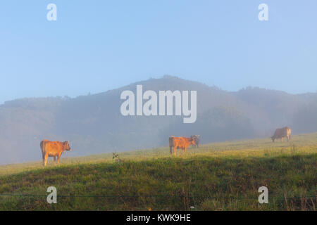 Brown vaches dans la brume matinale près de Oviedo, Asturias, Espagne Banque D'Images