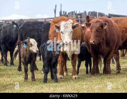 L'image de marque du printemps sur l'Everett ranch près de Salida, Colorado Banque D'Images