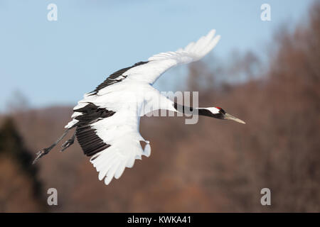 Tête rouge japonais Tancho Flying Cranes et la danse de Kushiro, Hokkaido au Japon au cours de l'hiver Banque D'Images