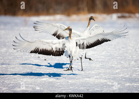 Tête rouge japonais Tancho Flying Cranes et la danse de Kushiro, Hokkaido au Japon au cours de l'hiver Banque D'Images